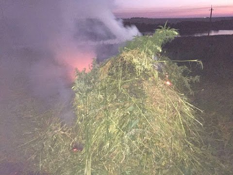 SBU found weed field near Kostantynivka