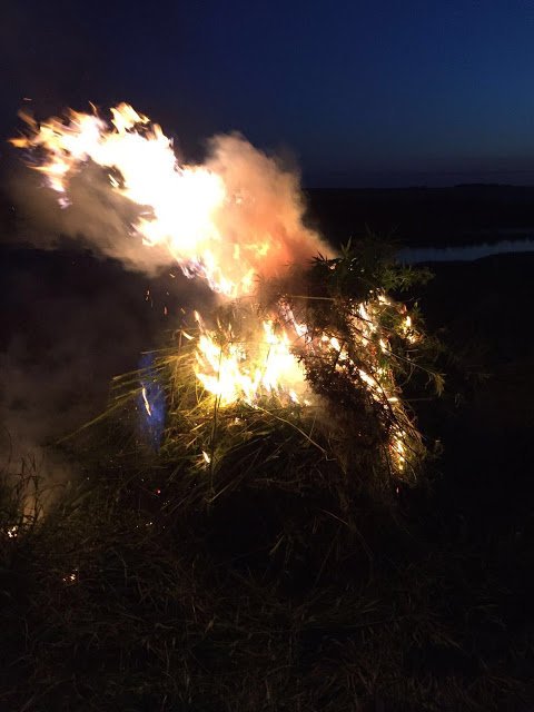 SBU found weed field near Kostantynivka