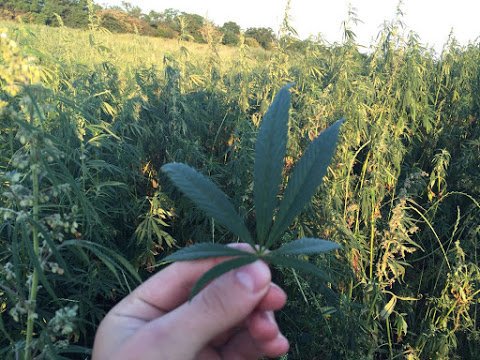 SBU found weed field near Kostantynivka