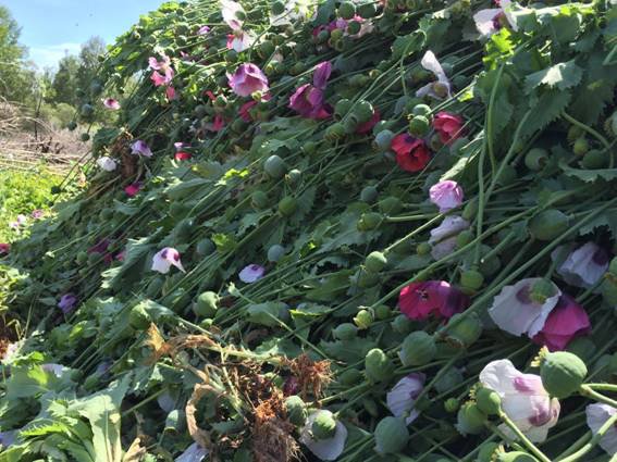 The police found 1 ha of poppy soporific, cost 5,5 million UAH