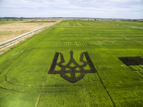 Kherson agrarians sowed black rice like giant Trident