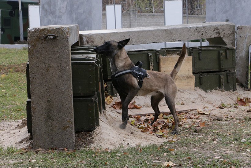 ATO spox: In Kharkiv region, NGU dog handlers performed training with their dogs  