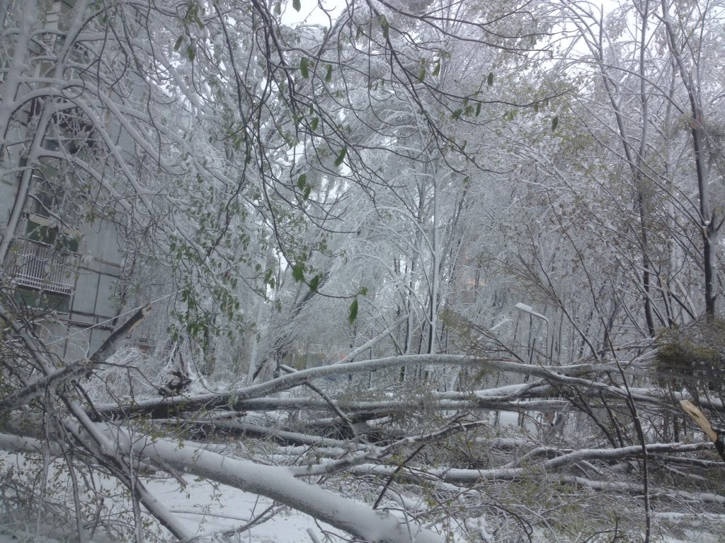 Dnipro: Dozens of trees fallen in parks
