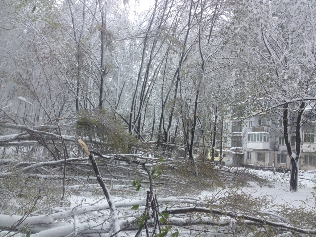 Dnipro: Dozens of trees fallen in parks