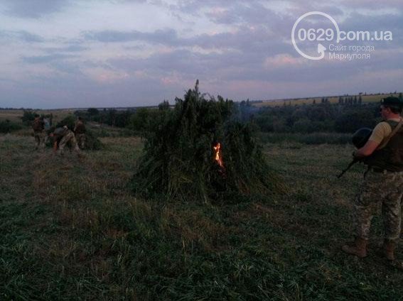 Near Mariupol police and border guard destroyed 10Ha of hemp