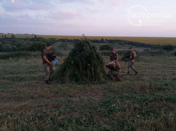 Near Mariupol police and border guard destroyed 10Ha of hemp