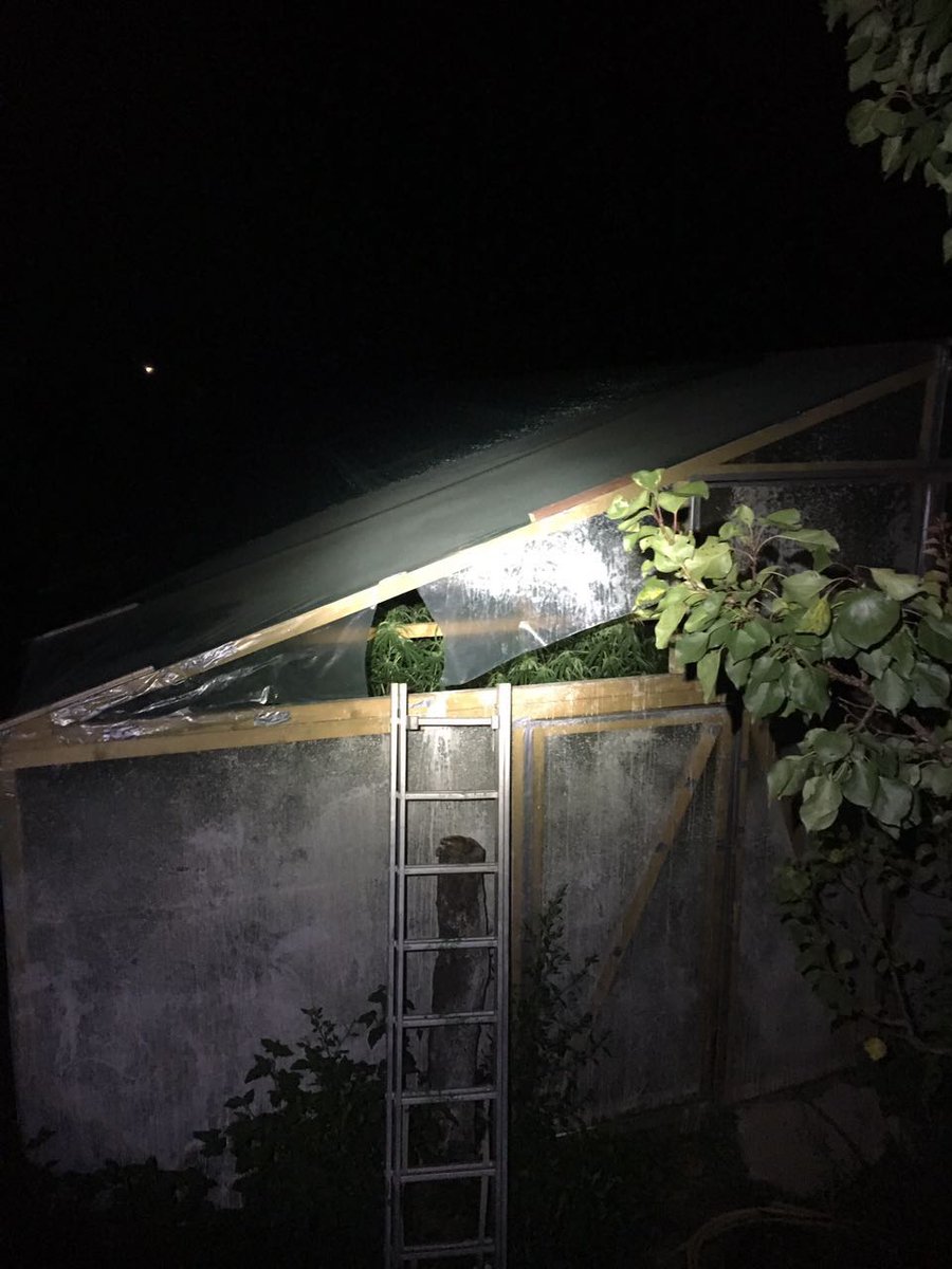 In Transcarpathia, the security service stopped the activity of a group that organized the smuggling of drugs to the EU 