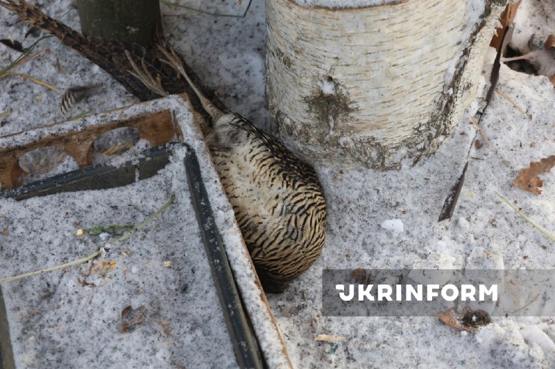 Russian aviation has dropped glide bomb at the zoo near Kharkiv, 1 person wounded, birds killed, a house for lions and tigers destryoed